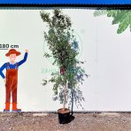 Granátovník púnsky (Punica Granatum) ´MOLLAR DE ELCHE´ - výška 210-240 cm, obvod kmeňa 10/12 cm, kont. C20L (-16°C)